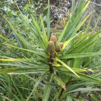 Freycinetia walkeri Solms